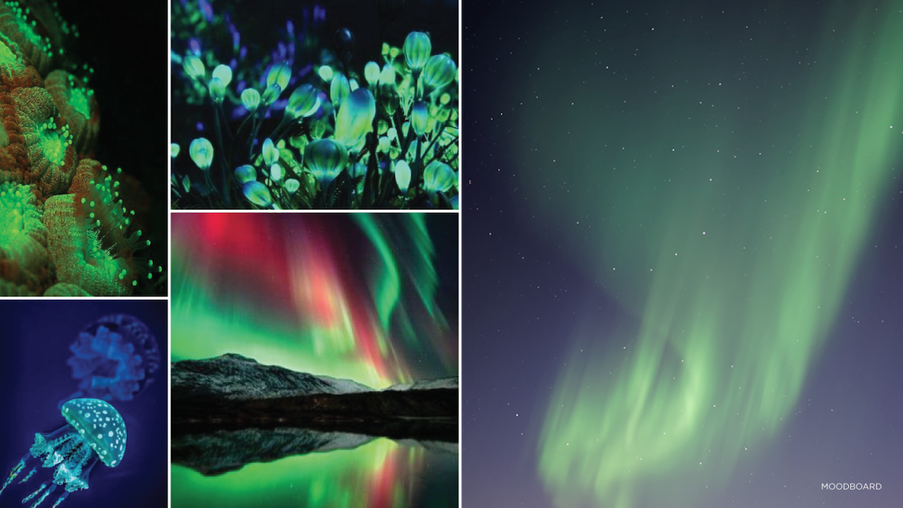 Collage of underwater creatires, underwater plants, and the Northern lights illuminating the night sky with vibrant colors, showcasing the mesmerizing beauty of the aurora borealis and aurora australis.